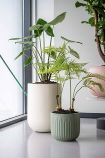 Fern S, Green