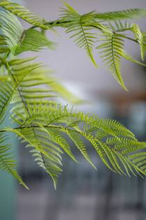 Fern S, Green