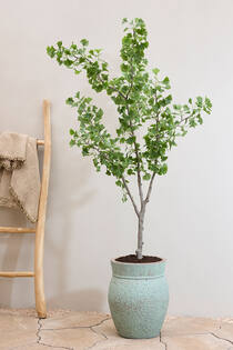Ginko Biloba Tree L, Green