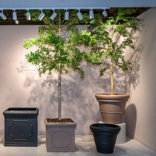 Buchida Buceras Shady Lady Tree L, Green