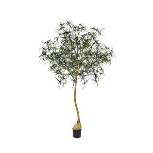 Queensland bottle Tree XL, Green