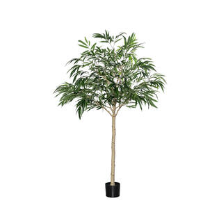 Ficus Alii Tree XL, Green