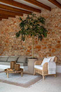 Ficus Alii Tree XL, Green