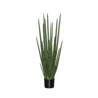 Sansevieria Cylindrica M, Green