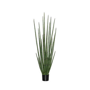 Sansevieria Cylindrica L, Green