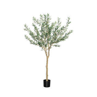 Olea Europaea Tree L, Green