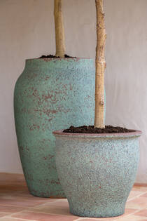 Olea Europaea Tree XL, Green