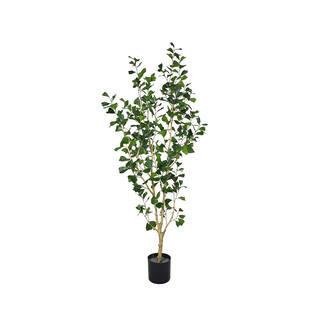 Ficus Triangularis Tree L, Green