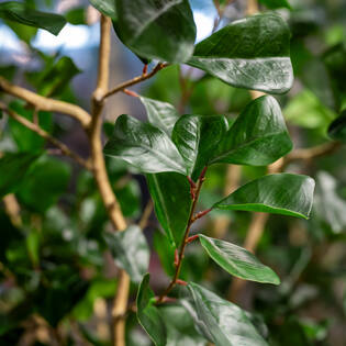 Ficus Triangularis Tree L, Green