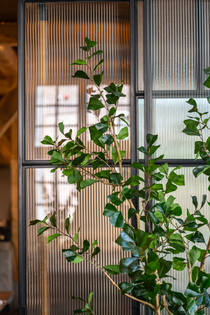 Ficus Triangularis Tree L, Green