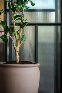 Ficus Triangularis Tree L, Green