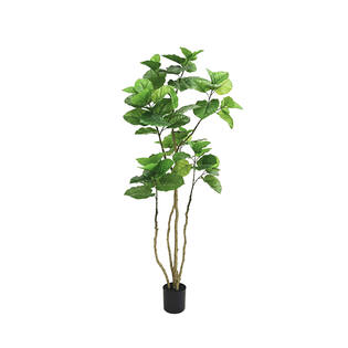 Ficus Umbellata L, Green