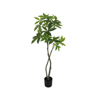 Pachira Aquatica Tree M, Green