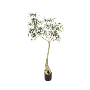 Queensland Bottle Tree M, Green