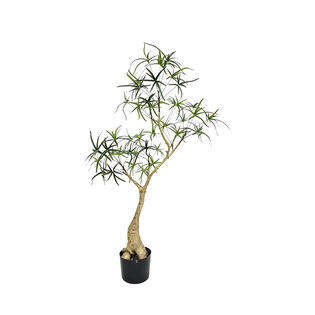 Queensland Bottle Tree S, Green