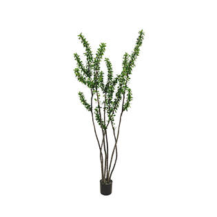Ocotillo Tree L, Green