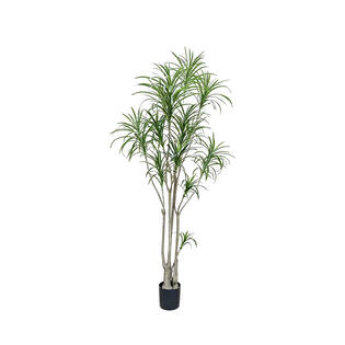 Dracaena Marginata XXL, Green