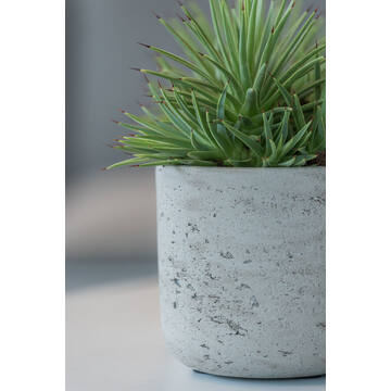 Charlie XXS, Grey Washed