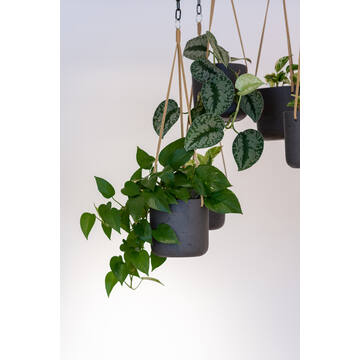 Charlie S (hanging) Black Washed
