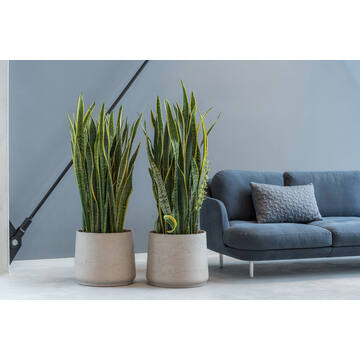 Patt S, Grey Washed