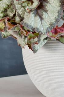 Abby L, Light Grey (horiz. ridg.)