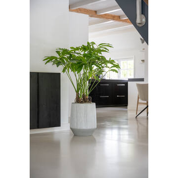 Harith High L, White stripe