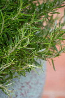 Eros L, Rustic Green