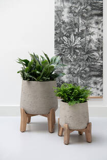 Patt M (Feet Low), Grey Washed