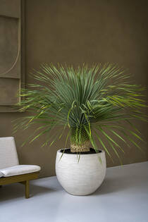 Jumbo Orb XXS, Ivory Washed