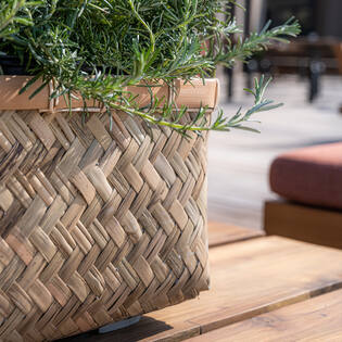 Nouri M, Bamboo