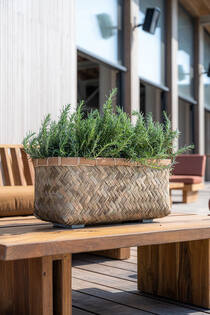 Nouri M, Bamboo