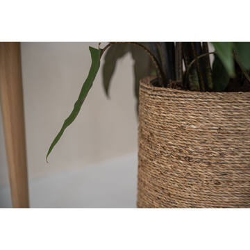 Patt XL, Straw Grass