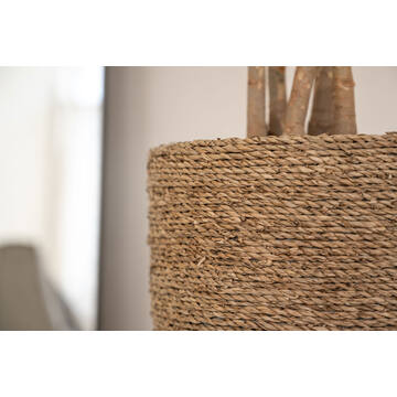 Cody XS, Straw Grass