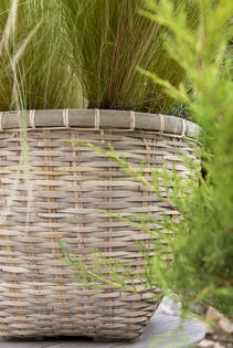 (S) Enrico L, Bamboo