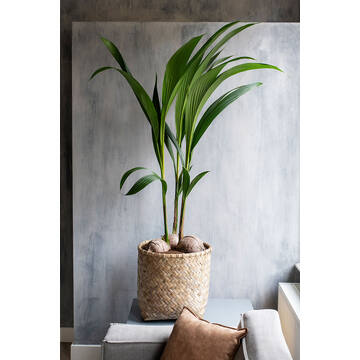 Zayn S, Bamboo