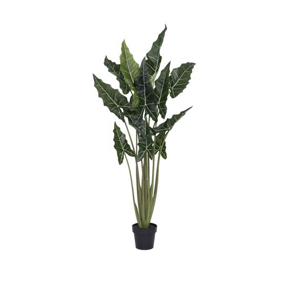 Alocasia Taro (EU)