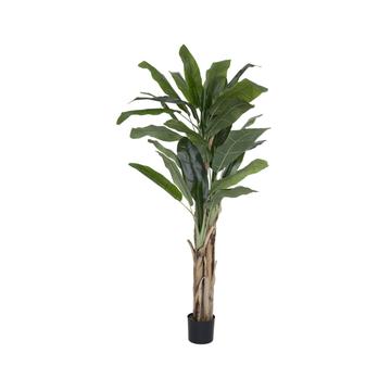 Banana tree L, Green