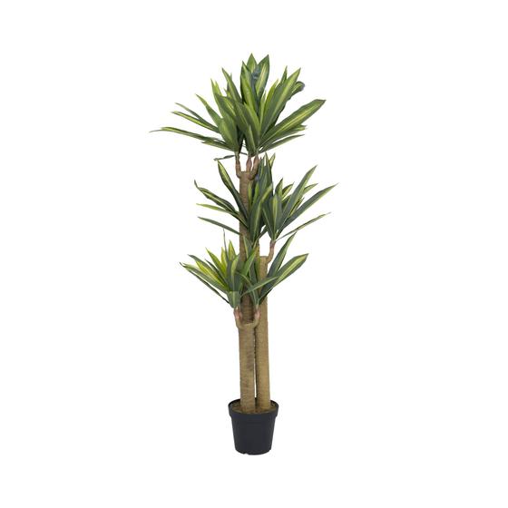 Dracena (EU)