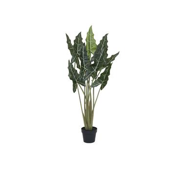 Alocasia taro S, Green