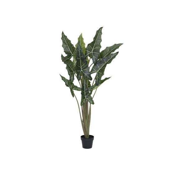 Alocasia Taro (US)