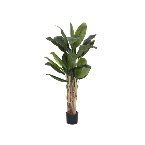 Banana Tree (US)