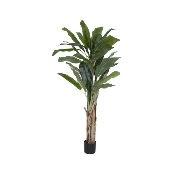 Banana Tree (US)