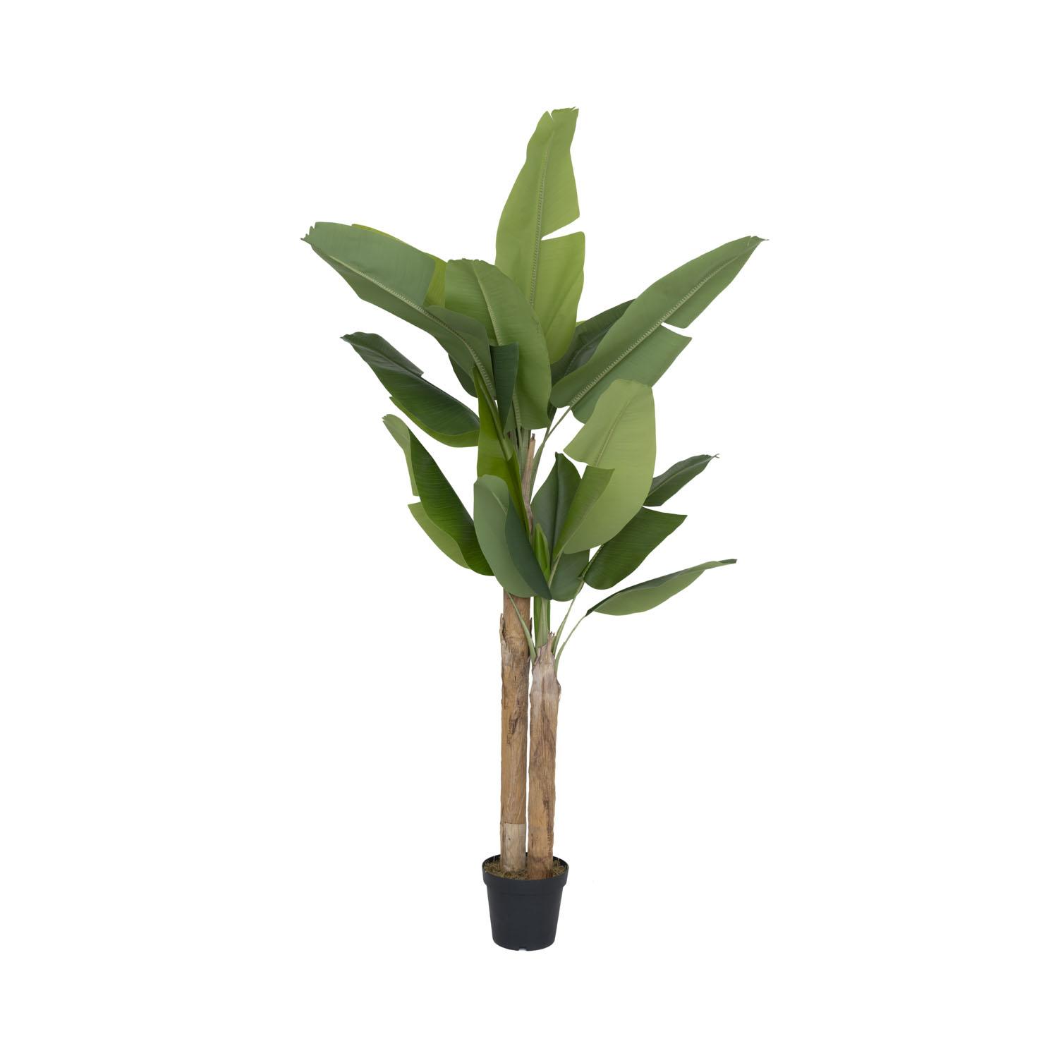 Banana tree XL, Green