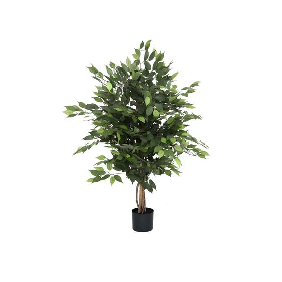 Ficus Tree (US)