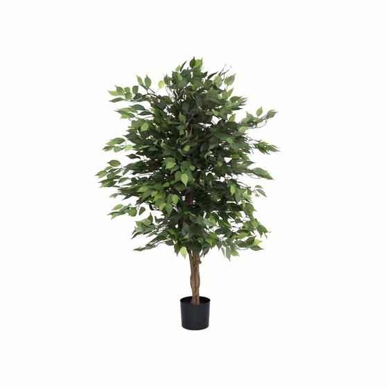 Ficus Tree (US)