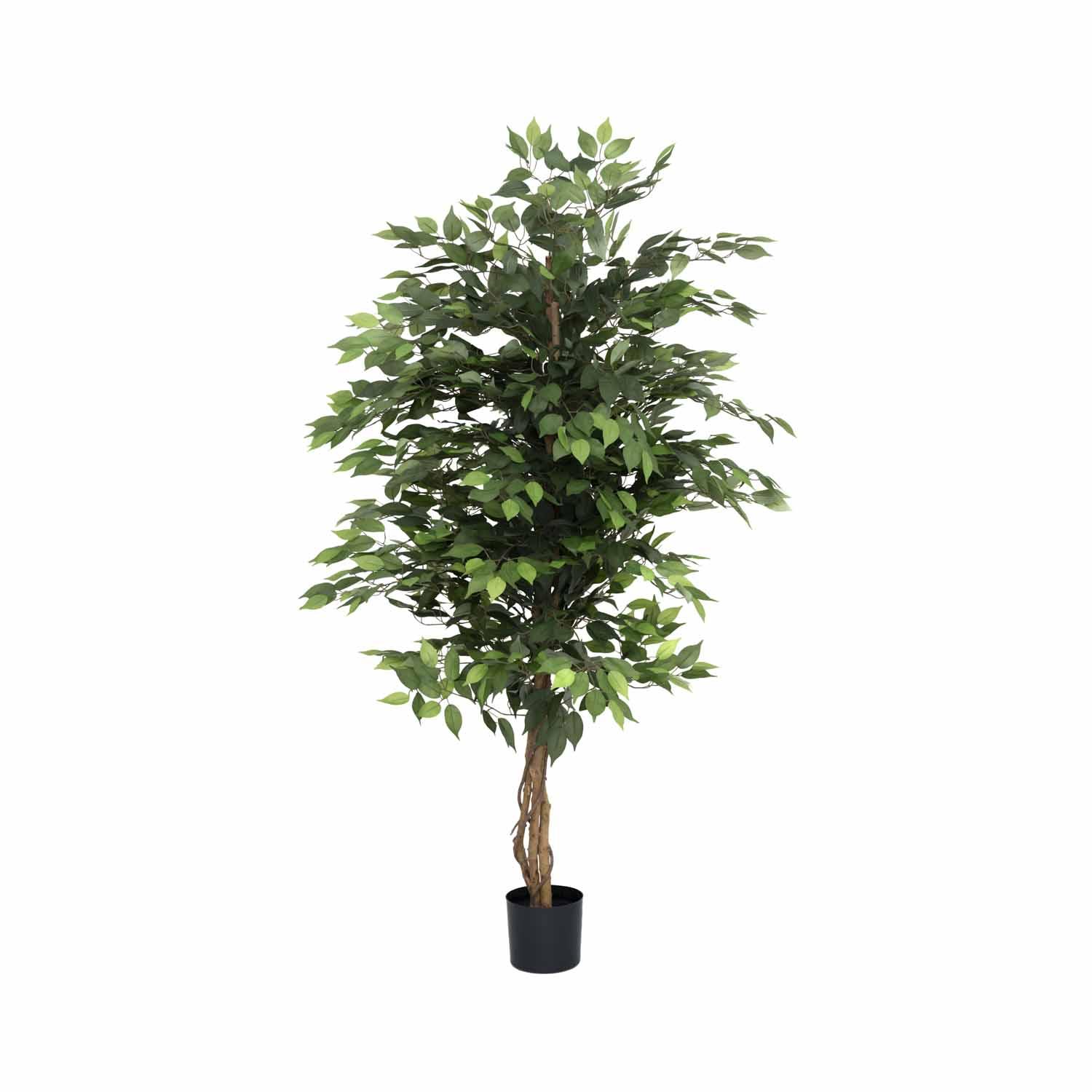 Ficus tree L, Green