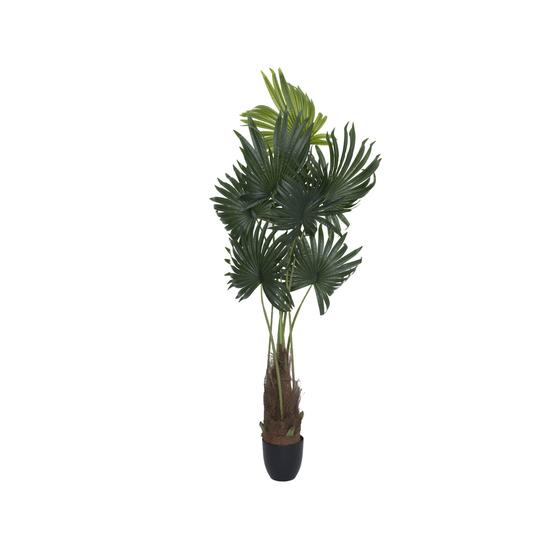 Palm Tree