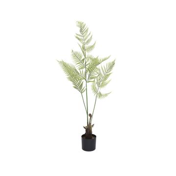 Fern S, Green