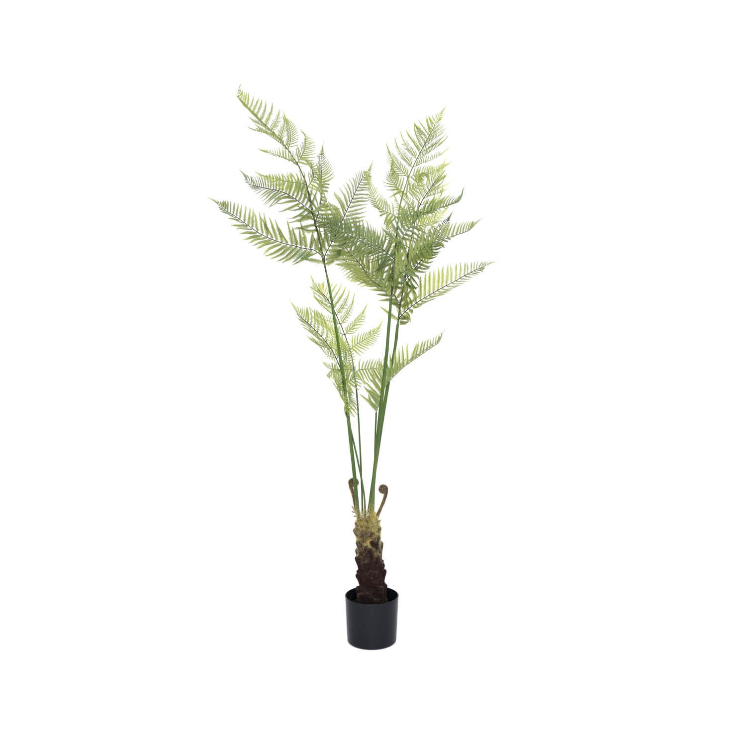 Fern L, Green