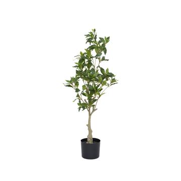 Pieris S, Green